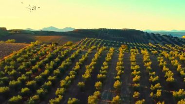 Verdant Canopy: Yeşillik Ağaç Alanı Manzarası