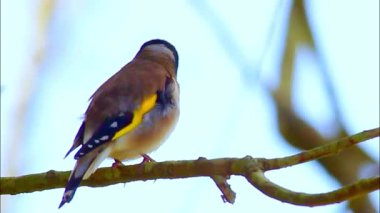 Şirin Dendrocopos Major: Dalda Dinlenen Lezzetli Bir Kuş