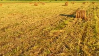 Rustik Hasat: Altın Çayırda Saman Balyalarının Hava Görüntüsü