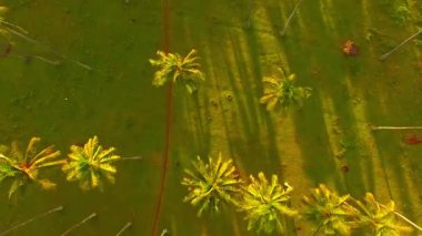 Mercan Uçuşu: Canlı Tropik Resifin Üzerinde İnsansız Hava Aracı Yolculuğu