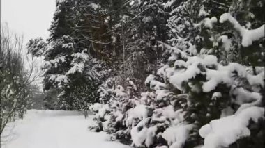 Donmuş tepe örtüsü: Buz Sessizliğiyle Karla Kaplanmış Orman