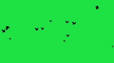 Siluet Kuş Sürüsü Uzaklara Uçuyor Canlı Yeşil Ekran 