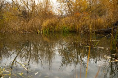Ormanda sonbahar yaprakları