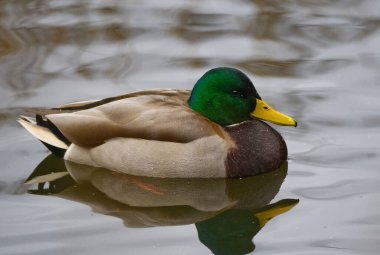 siyah ve beyaz soyut yıldız şekli arkaplanı