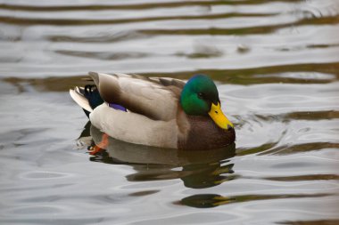 siyah ve beyaz soyut yıldız şekli arkaplanı
