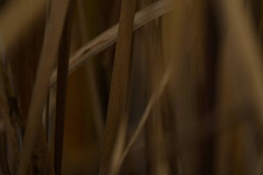 Karanlıktaki kuru saz çimlerini yakın çekim