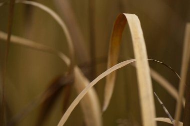 Kuru ot, bitki örtüsü ve bitki örtüsü