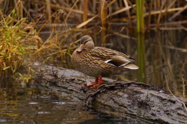 Dişi ördek, ananas nrhynchos