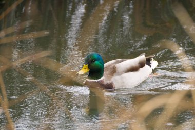 bir göl üzerinde ördek.