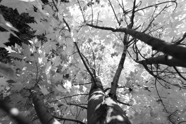 Güzel botanik fotoğrafı, doğal duvar kağıdı.