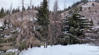 Dağlarda kış kozalaklı orman. Derin kar yığınları, çam ağaçları, ladin ağaçları, dağlar, gökyüzü. Ses yok.