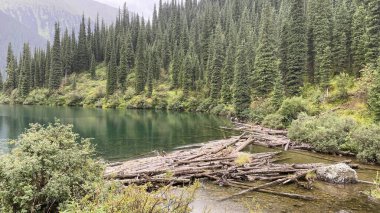Düşen kütükler bir dağ gölünün suyunda uzanır. Çam ormanının arka planında temiz su vardır..