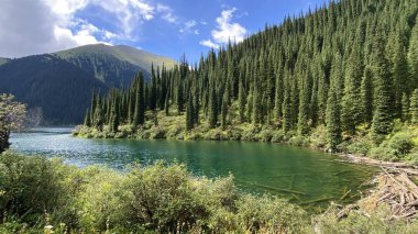 Dağlarda güneşli çam ağaçları berrak suyla bir gölün üzerinde yükselir. Sağdaki suda devrilmiş ağaçlar, ön planda çalılar, tepemizde bulutlarla mavi gökyüzü.