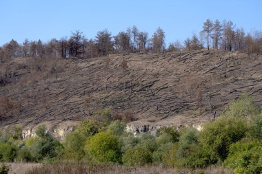 Yerde yatan ağaçlarla Yanmış Orman