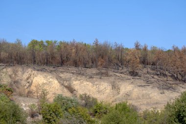 Yerde yatan ağaçlarla Yanmış Orman