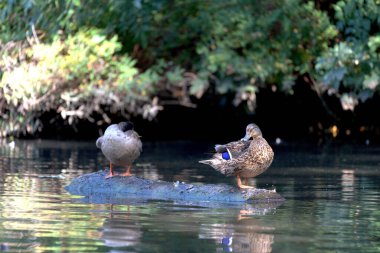 Ördekler Gölde Bir Kütüğün Üzerinde Duruyor