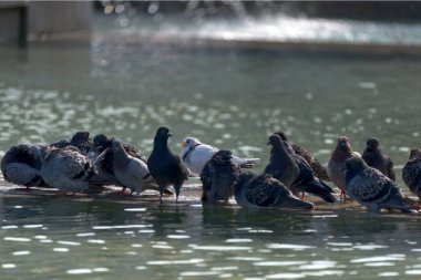 Bir çeşmenin ortasında duran güvercinler.