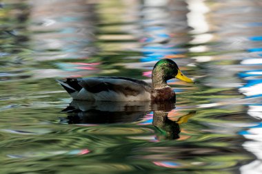 Pittville Park, Cheltenham 'da Renkli Su Yansımalarının Ortasında Ördek Yüzüşü