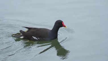 Parktaki bir gölde yüzen yaygın bozkır tavuğu (Gallinula kloropus)