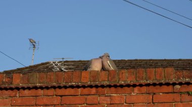 Güneşli bir günde Tuğla Çitin tepesinde Kucaklaşan Güvercinler