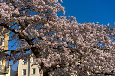 Cheltenham, İngiltere 'deki Kiraz Ağacı' nda.