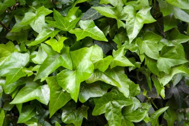 Yeşil yapraklar arka plan. Yeşil sarmaşık dokusu.