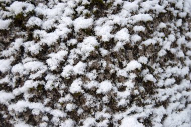 Ağaç kabuğuna ilk kar yağacak. Beyaz kar arka planı. Kar dokusu