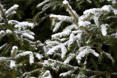 Çam ağacı dalları karla kaplı. Noel arkaplanı. Yeni yıl tatili. Kış mevsimi geçmişi.