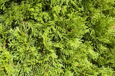 Yeşil iğnelerin yakın plan çekimi. Yeşil thuja şube arka planı.