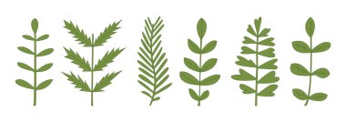 Yeşil dallar beyaza sabitlenmiş. Botanik elementleri bırakır. Bitki dalları.