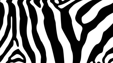 Zebra derisi dokusu. Zebra siyah beyaz çizgili arka plan. Zebra izi.
