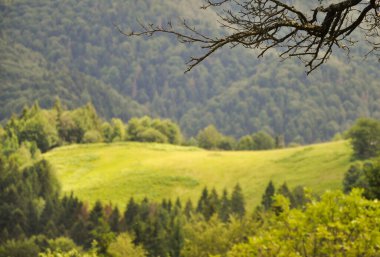 Kopya uzayı olan bir dağ ormanı çerçevesi. Arka planda Dağ Vadisi olan Kuru Bir Şube.