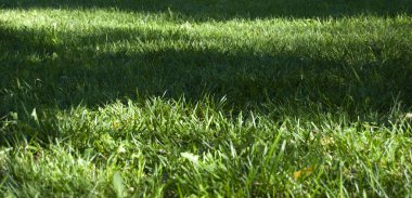 Bahçedeki yeşil çimenler. Ağaçlı yeşil çimenler.