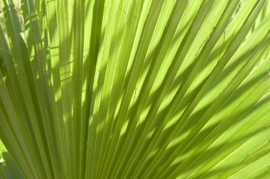 Yeşil palmiye yaprağı arka planı. Yakın plan bir tropikal yaprak. Gölgeli büyük bir palmiye yaprağı dokusu.
