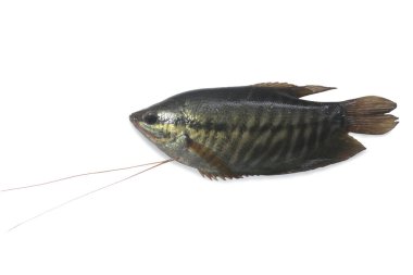 Gourami balığı kırpma yolu ile beyaz arkaplanda izole edildi