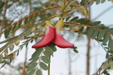 Red Agasta ,Sesbania Grandiflora flower, Vegetable humming bird in the nature clipart