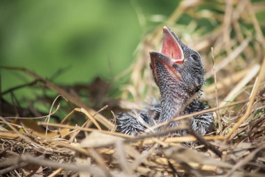Yuvadaki yavru kuş, doğada beslenmek için anne kuşun yiyeceğini bekliyor. Çok uzun ve acınası bir bekleyişti..
