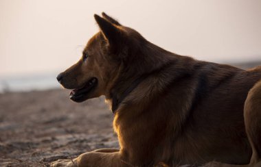 Akşamları sahilde Taylandlı köpekler.