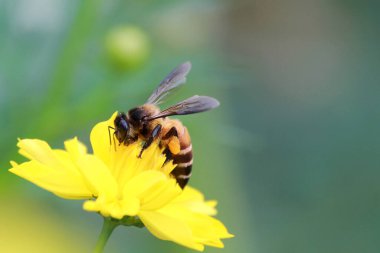 Yakın plan Arı poleni sarı kozmos çiçeği