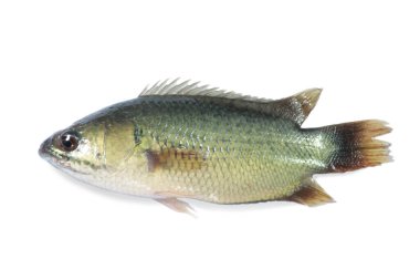 Tayland cichlid balığı kırpma yolu ile beyaz arkaplan izole
