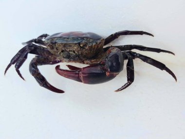 Rice field crab isolated on white background clipart