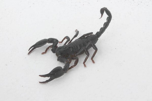 Black scorpion on the white background