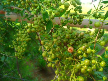 Henna (Lawsonia inermis) ; Showing a colorful inflorescence, bunch of white fully blooming bouquet, greenish buds flowers, and brown oldest seeds. Used as herbal hair dye. zoom out, natural sunlight. clipart