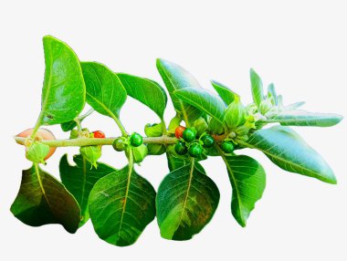 Organic Healthy Hybrid Thai Variety Live Ashwagandha fruits and seeds, Indian ginseng ,Winter cherry , Indian Withania somnifera Medicinal Shrub fruits on Ashwagandha Plant. clipart