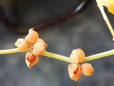 Organik Sağlıklı Melez Tayland Çeşitliliği Ashwagandha meyve ve tohumları, Hint ginsengi, Kış kirazı, Hint Withania somnifera İlaç Ürünleri Ashwagandha Bitkisi.