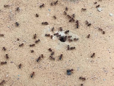 Karınca kolonisi yapısı ve yuvaları, siyah karınca.