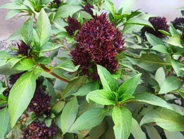 Fesleğen, Siyam Kraliçesi Doğal Tohum