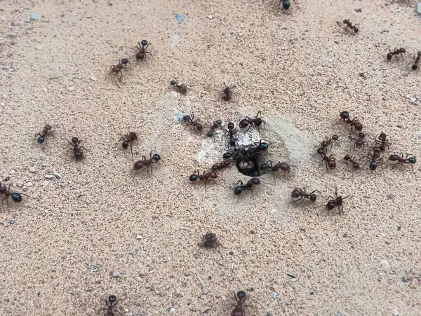 Karınca kolonisi yapısı ve yuvaları, siyah karınca.