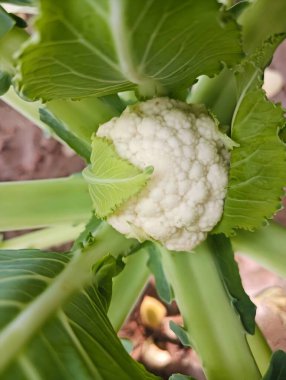 Cauliflower growing field close view clipart