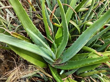 Aloe vera tesisi, gwarpatha yakın görüş 